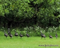 March of the Turkeys